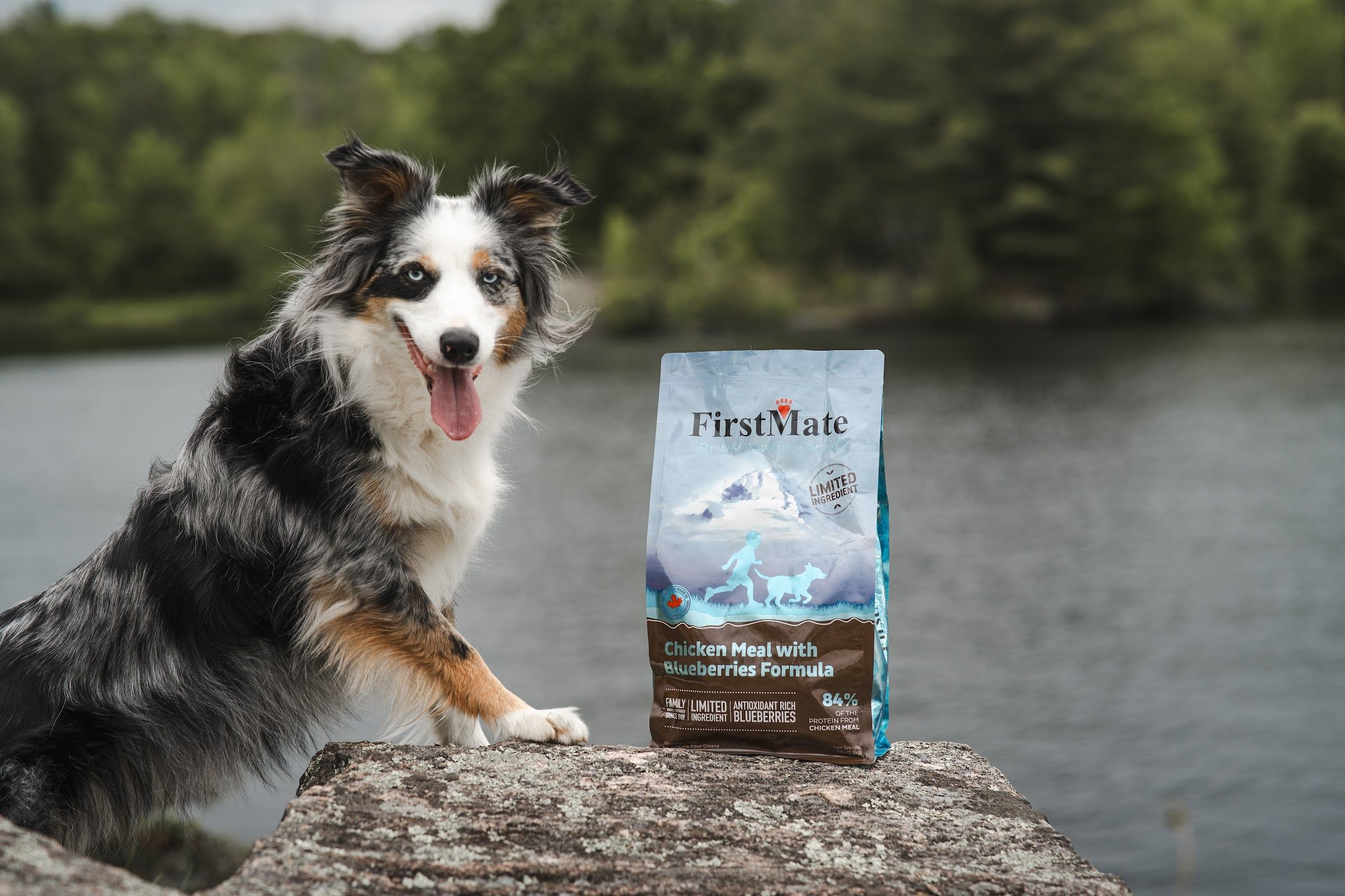 A merle dog with its tongue out stands on a rock by a lake next to a bag of FirstMate Chicken with Blueberries