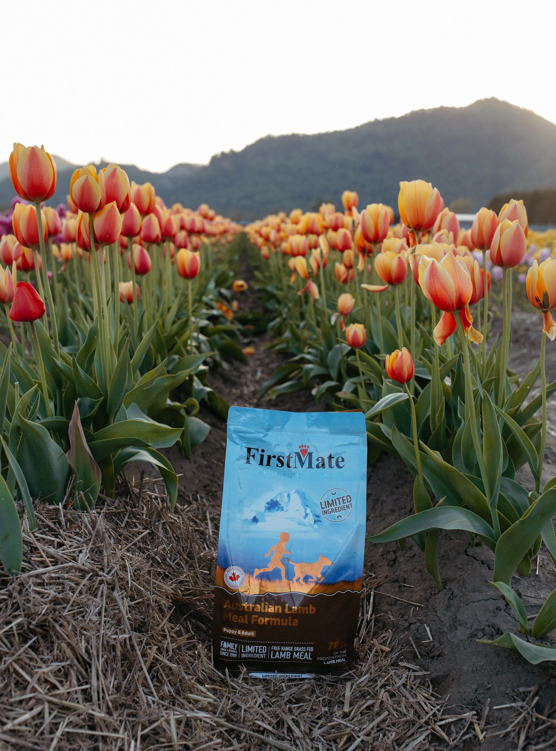 Pytel FirstMate Australian Lamb stojí mezi řádky oranžových tulipánů, za nimi hory