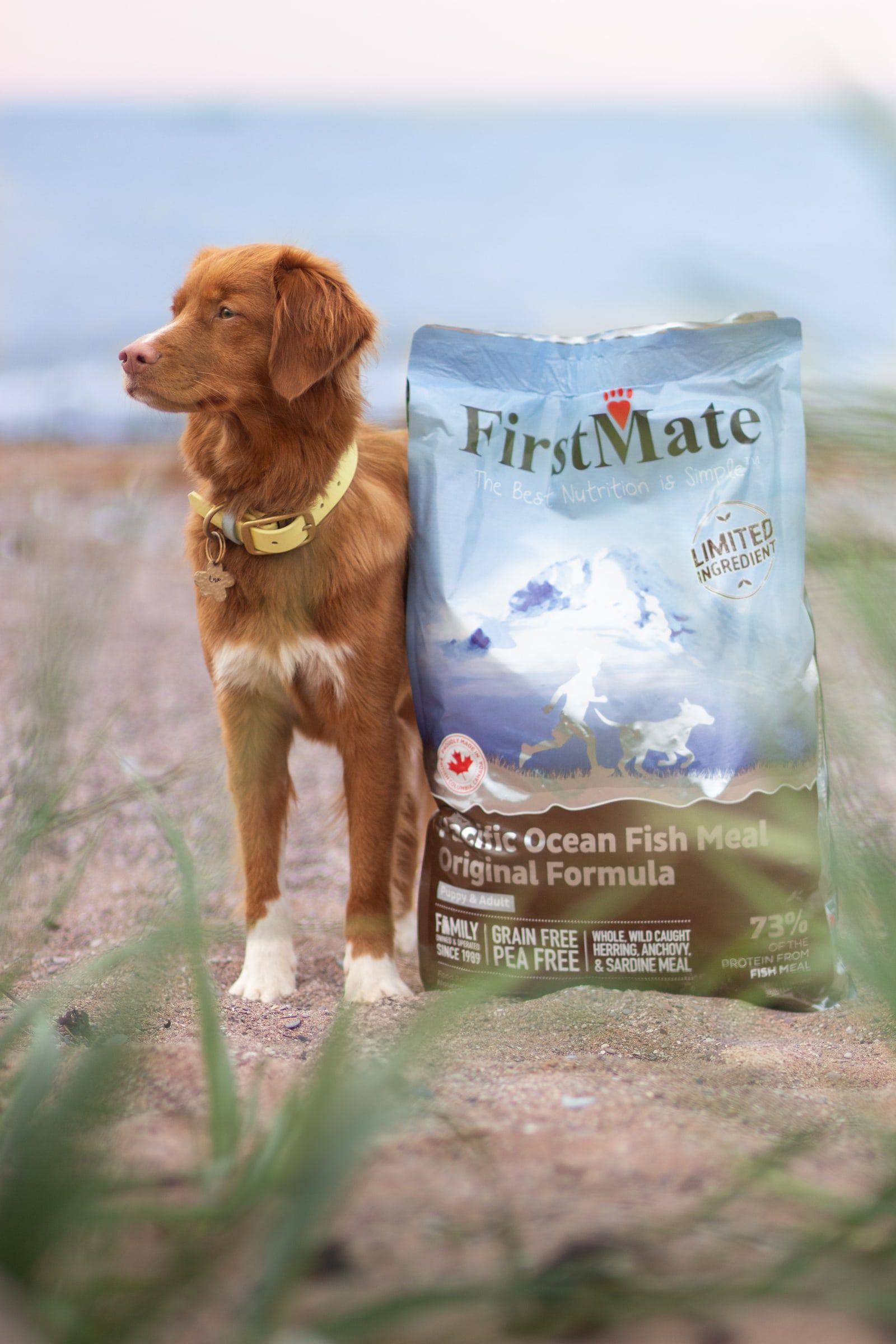 A rust-coloured dog stands on the shore next to a bag of FirstMate Pacific Ocean Fish Original