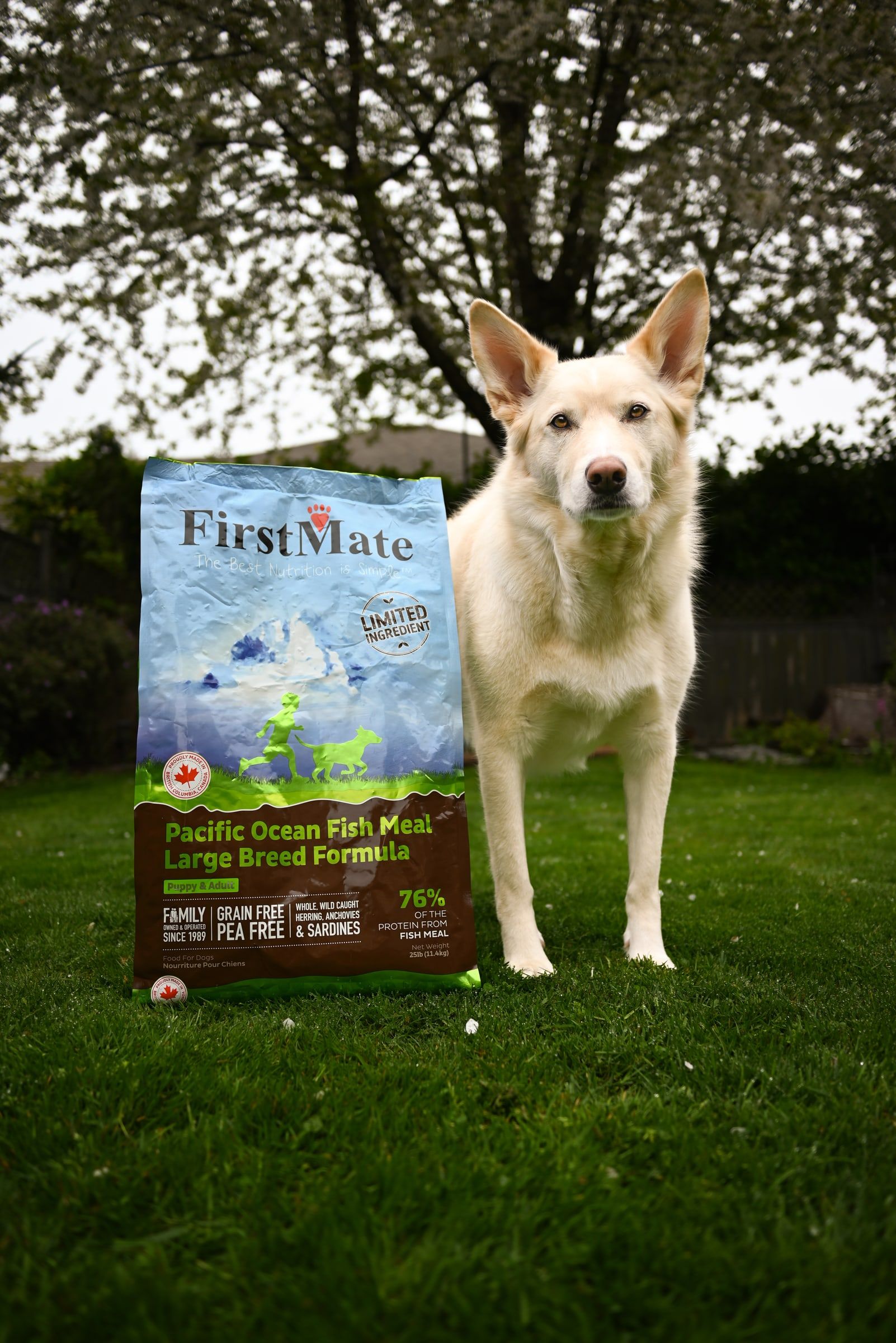 Světlý pes stojí na zahradě vedle velkého pytle FirstMate Pacific Ocean Fish Large Breed