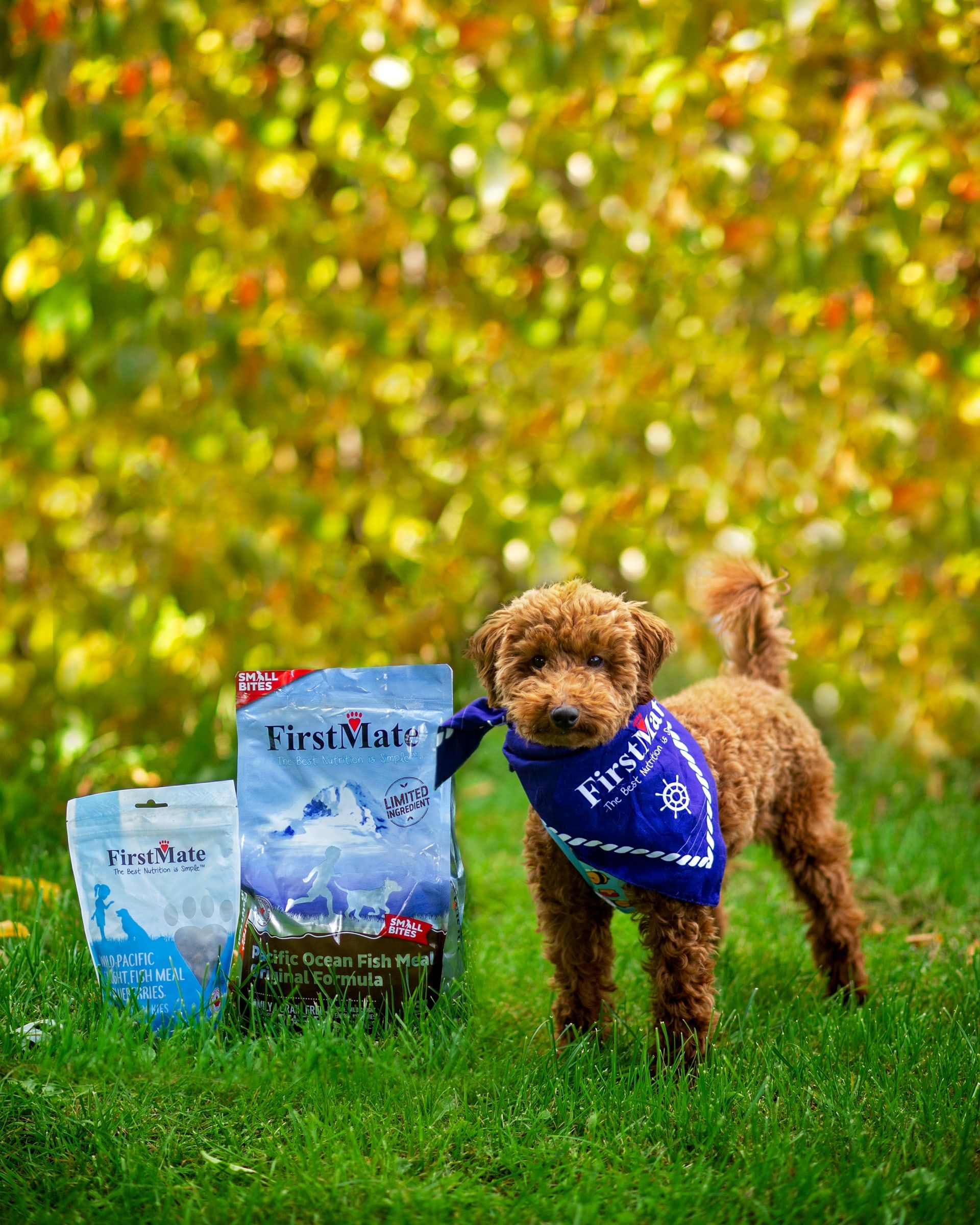 A brown poodle in a blue bandana stands in the grass next to a bag of FirstMate Pacific Ocean Fish Original Small Bites and a smaller FirstMate bag