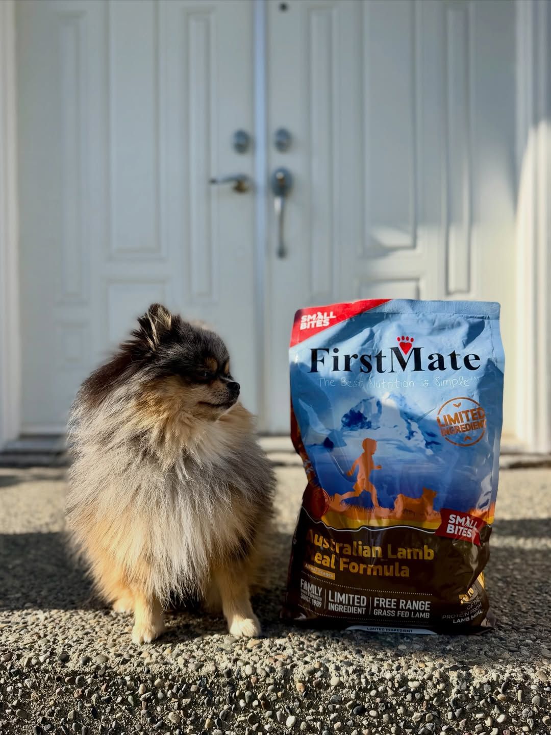 A small spitz sits on a step in front of a white door next to a bag of FirstMate Australian Lamb Small Bites