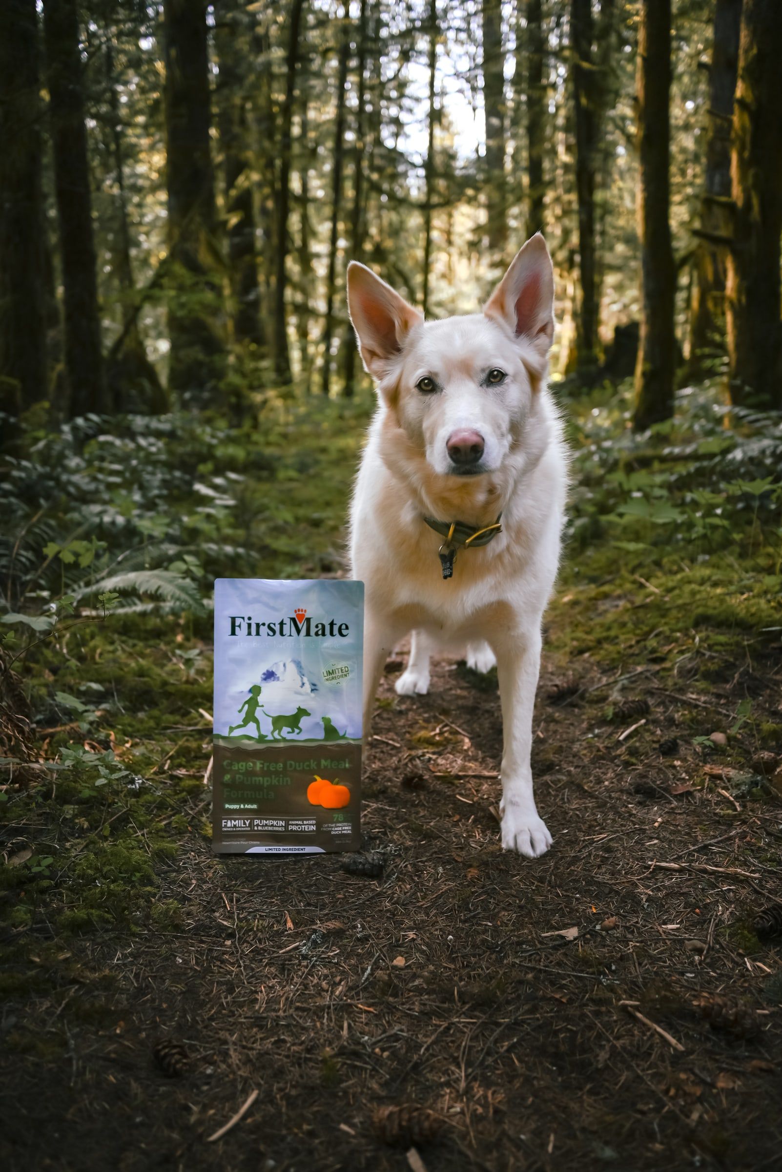 Bílý pes stojí na lesní stezce vedle pytle FirstMate Cage Free Duck Meal & Pumpkin