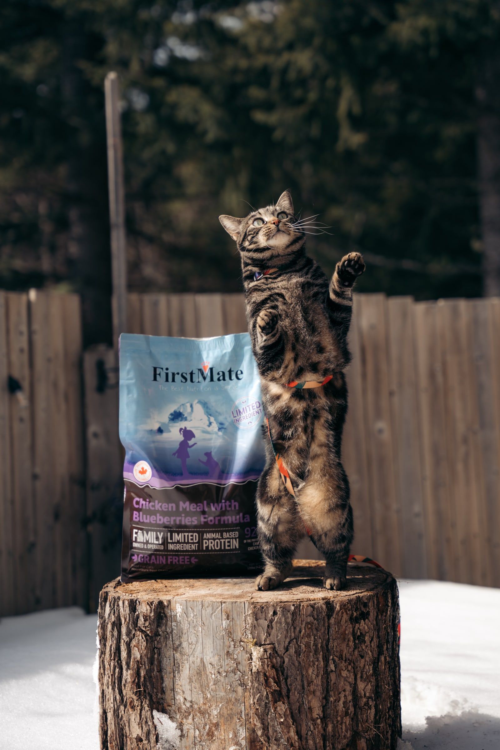 A tabby cat stands on its hind legs on a tree stump next to a bag of FirstMate Chicken With Blueberries Cat