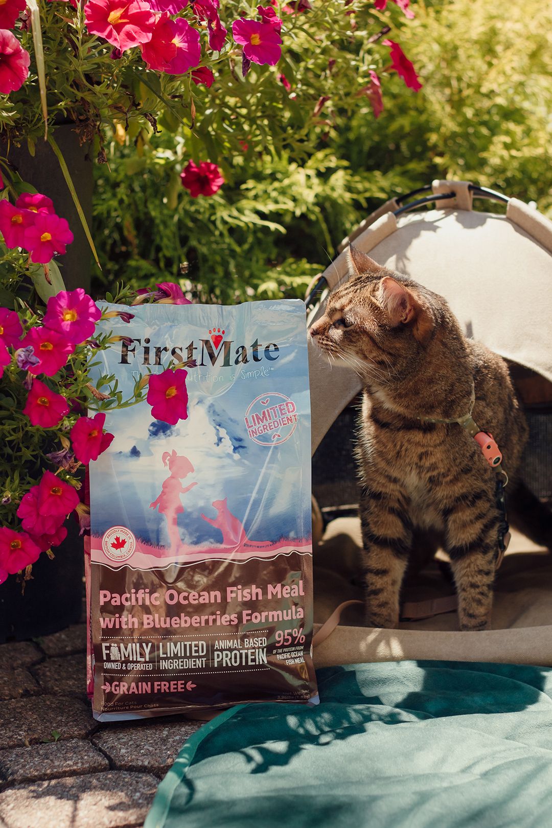 A tabby cat peeks out of a tent among pink flowers next to a bag of FirstMate Pacific Ocean Fish With Blueberries Cat