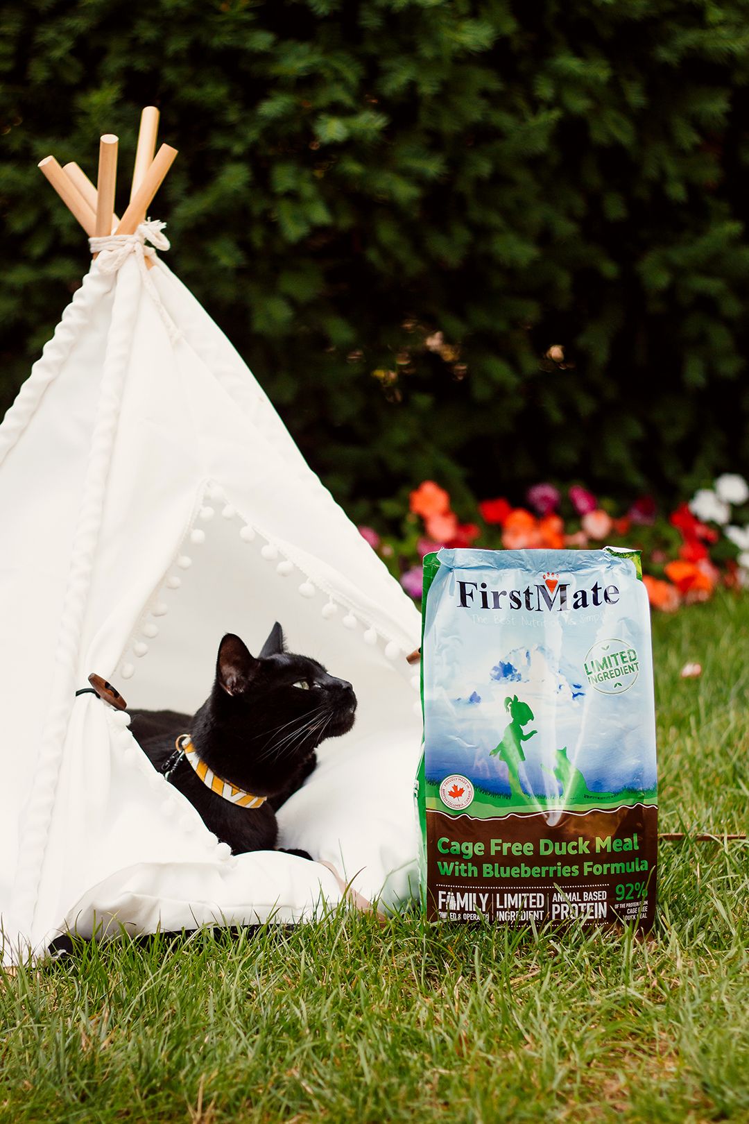 A black cat peeks out of a white tent on the grass, with a bag of FirstMate Duck Meal with Blueberries Cat standing next to it