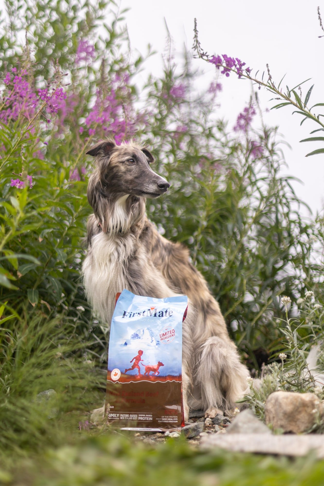 A slender long-haired dog sits among flowering willowherb by a bag of FirstMate New Zealand Beef