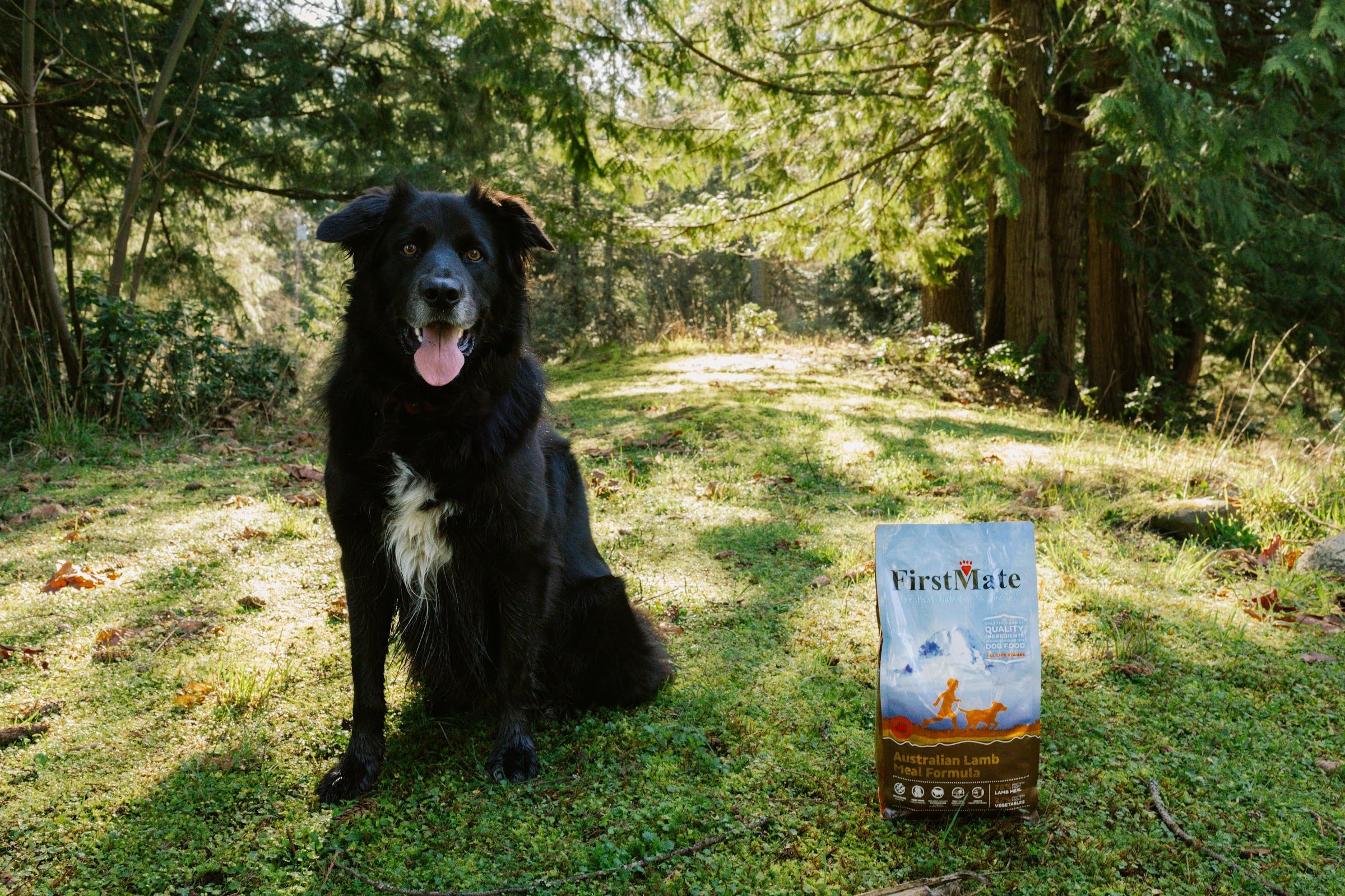 A black dog sits in a sunny forest clearing, next to it a bag of FirstMate Australian Lamb