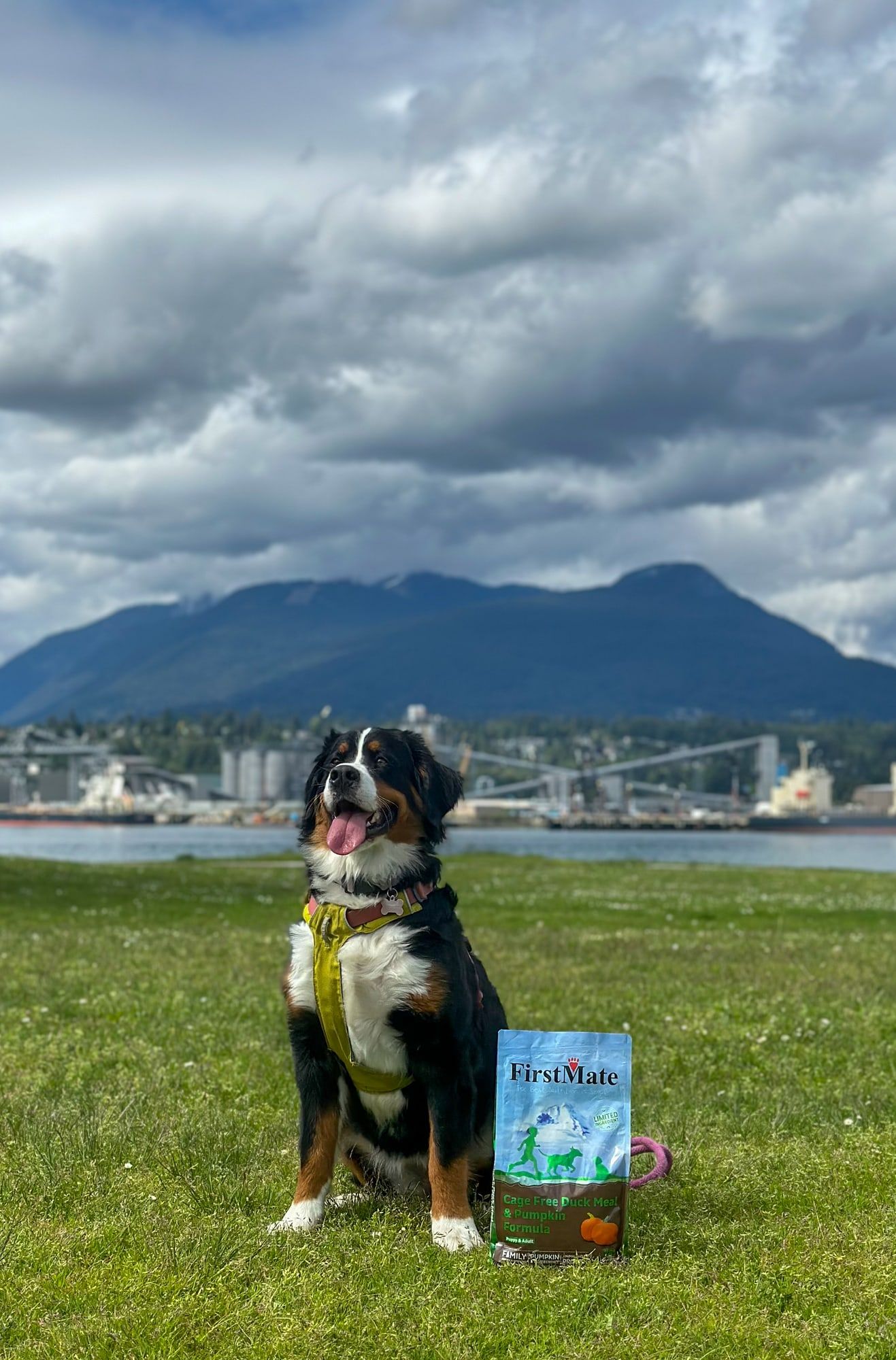 A large tricolour dog sits on the grass by the sea with mountains behind it, next to it a bag of FirstMate Cage Free Duck Meal & Pumpkin