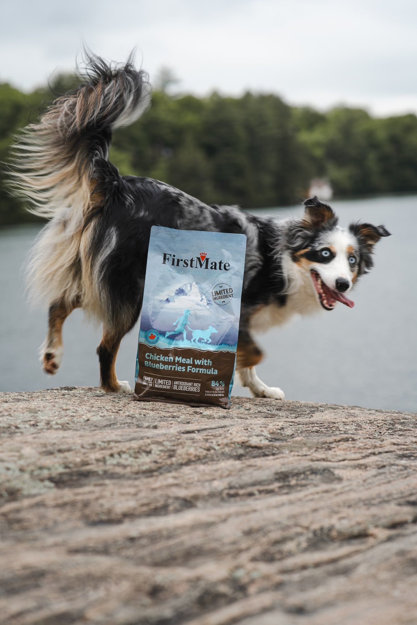 A piebald dog stands on a rock by a lake next to a bag of FirstMate Chicken with Blueberries