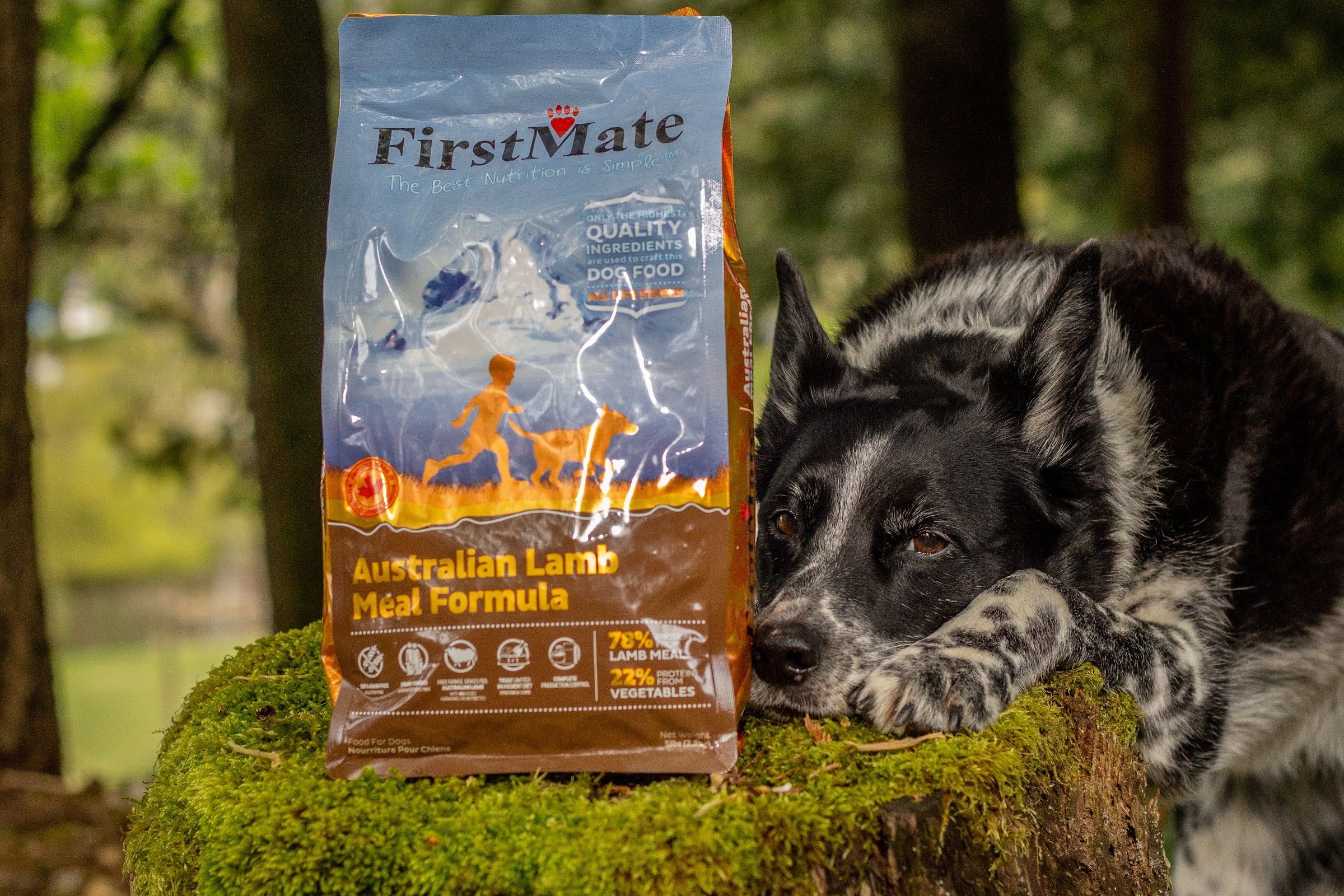 A black-and-white dog rests its head on moss next to a bag of FirstMate Australian Lamb