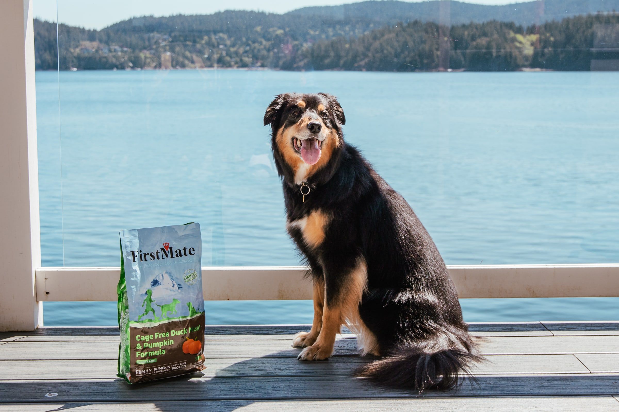 A black-and-tan dog sits on a terrace above a bay next to a bag of FirstMate Cage Free Duck Meal & Pumpkin