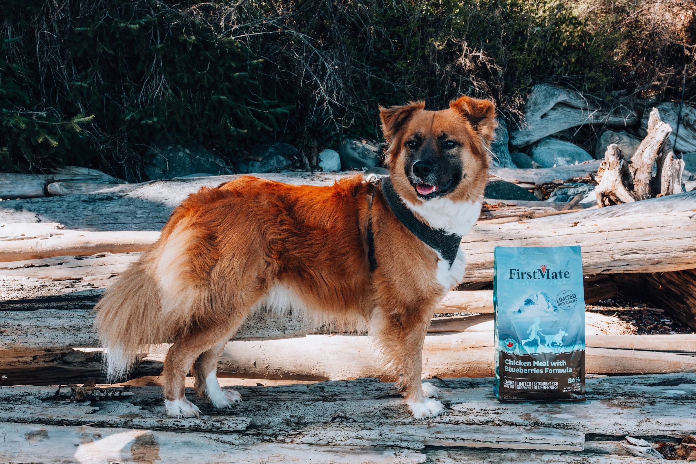 A rust-coloured dog stands on driftwood on a beach next to a bag of FirstMate Chicken with Blueberries