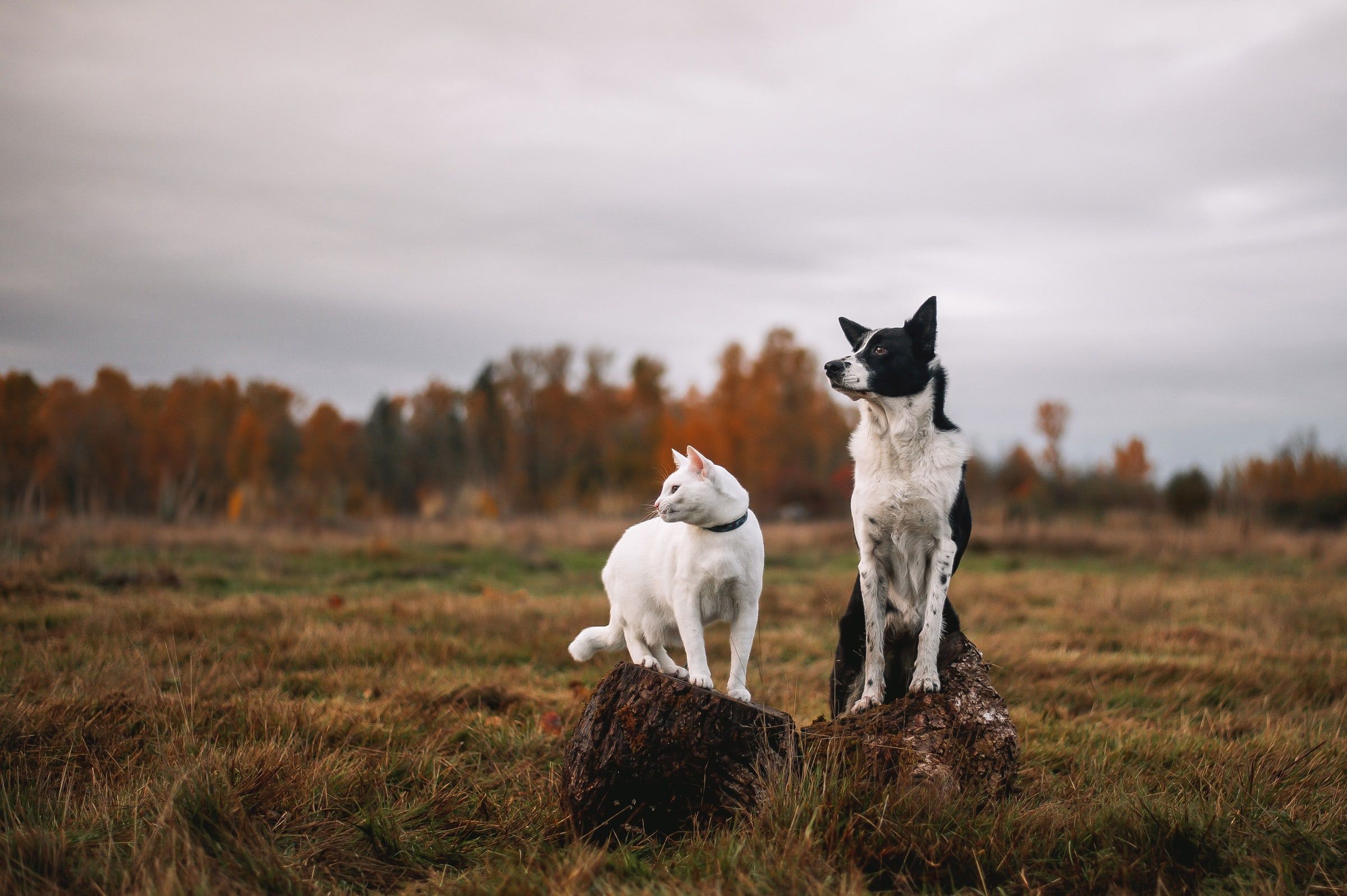 A black-and-white dog and a white cat sit on tree stumps in an autumn meadow
